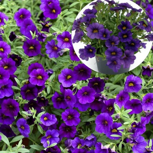 Calibrachoa POCKET 'Lilac' - Puispetuunia POCKET 'Lilac' 